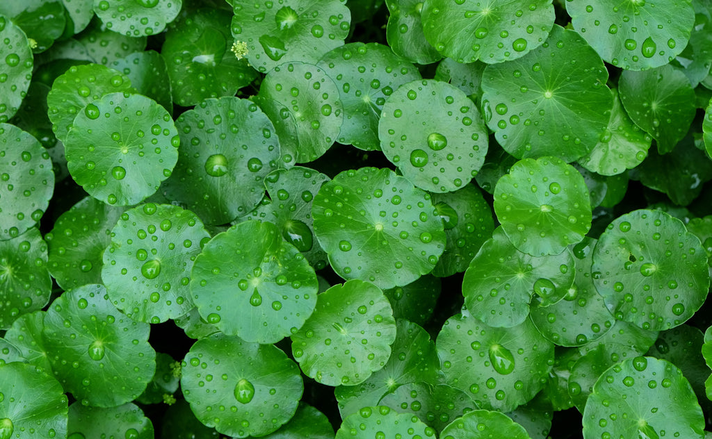 What is Cica and Why Has it Become so Popular?